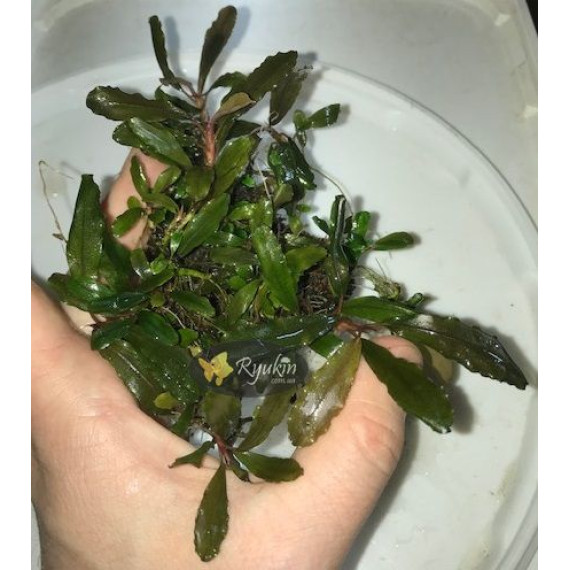 Bucephalandra cf. Motleyana Giant