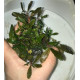Bucephalandra cf. Motleyana Giant
