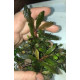 Bucephalandra cf. Motleyana Giant