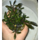 Bucephalandra cf. Motleyana Giant