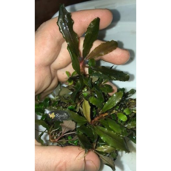 Bucephalandra cf. Motleyana Giant