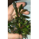 Bucephalandra cf. Motleyana Giant