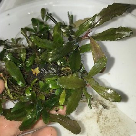 Bucephalandra cf. Motleyana Giant