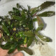 Bucephalandra cf. Motleyana Giant