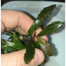 Bucephalandra cf. Motleyana Giant