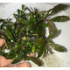 Bucephalandra cf. Motleyana Giant