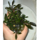 Bucephalandra cf. Motleyana Giant