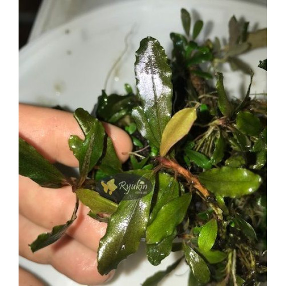 Bucephalandra cf. Motleyana Giant