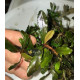 Bucephalandra cf. Motleyana Giant