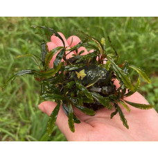 Bucephalandra sp. Ongis Nade