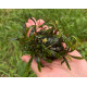 Bucephalandra sp. Ongis Nade
