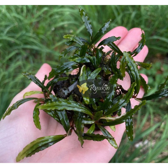 Bucephalandra sp. Ongis Nade