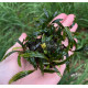 Bucephalandra sp. Ongis Nade