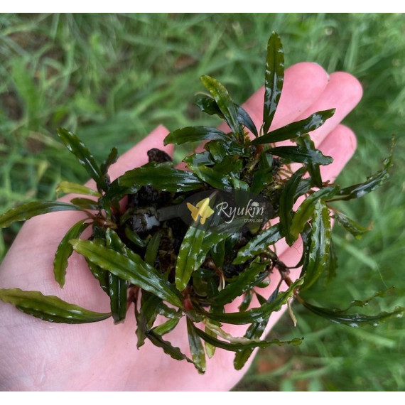 Bucephalandra sp. Ongis Nade