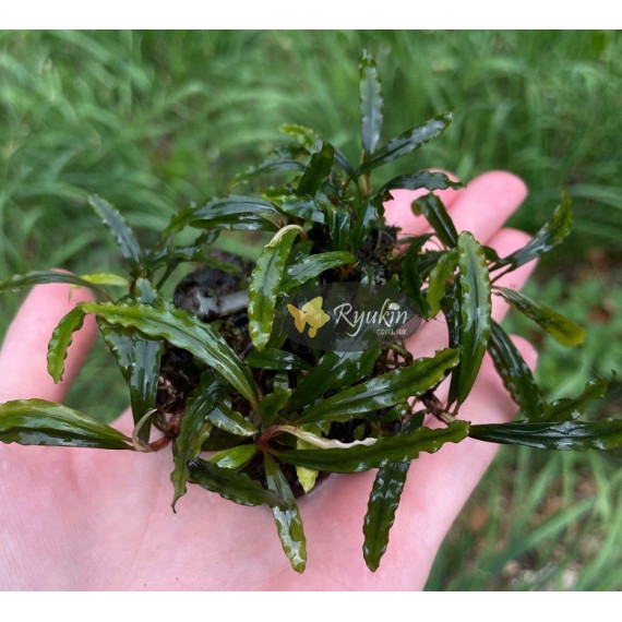 Bucephalandra sp. Ongis Nade