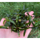 Bucephalandra sp. Ongis Nade