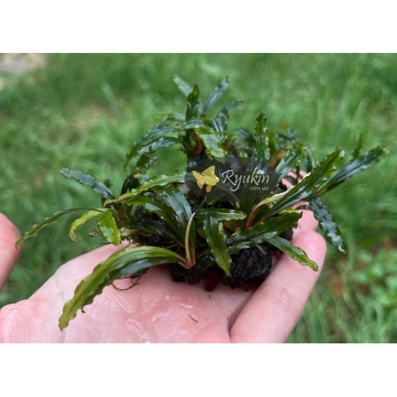 Bucephalandra sp. Ongis Nade