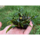 Bucephalandra sp. Ongis Nade
