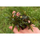 Bucephalandra sp. Ongis Nade