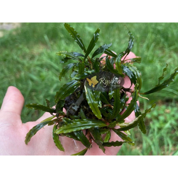 Bucephalandra sp. Ongis Nade
