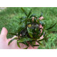 Bucephalandra sp. Ongis Nade