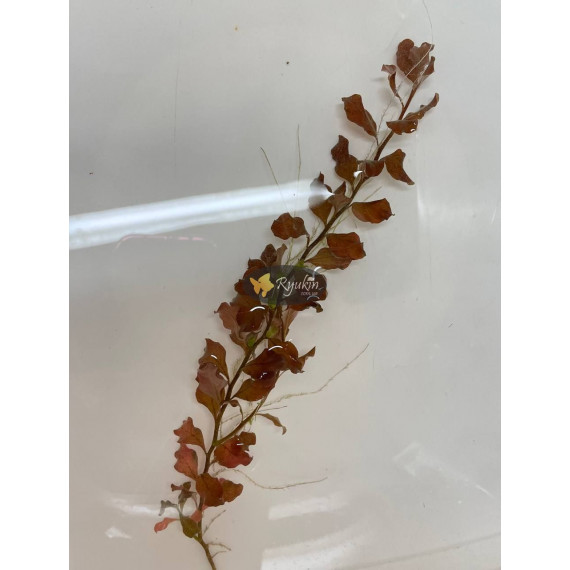 Людвигия Овалис Пинк (Ludwigia Ovalis Pink)