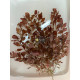 Людвигия Овалис Пинк (Ludwigia Ovalis Pink)