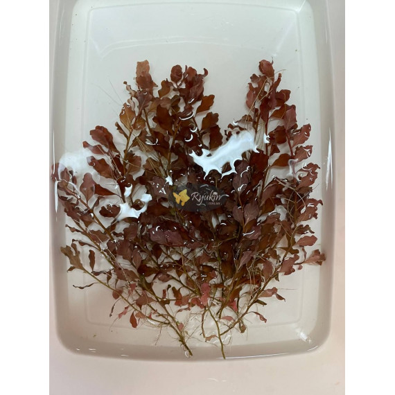 Людвигия Овалис Пинк (Ludwigia Ovalis Pink)