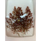 Людвигия Овалис Пинк (Ludwigia Ovalis Pink)