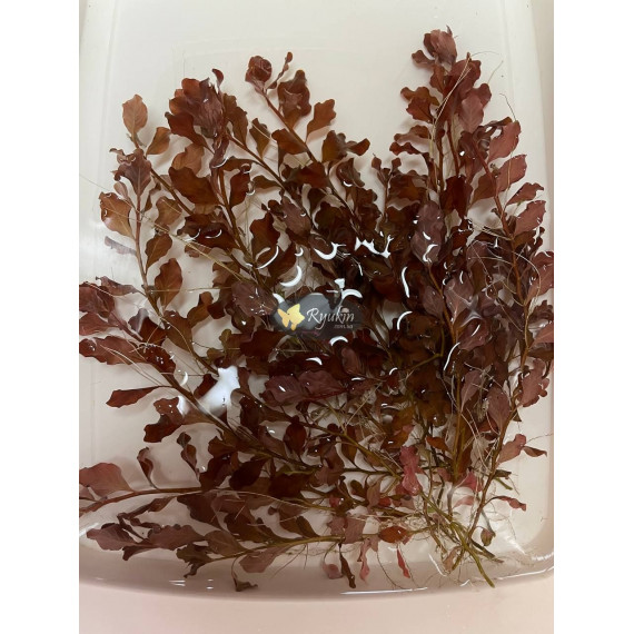 Людвигия Овалис Пинк (Ludwigia Ovalis Pink)