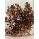 Людвигия Овалис Пинк (Ludwigia Ovalis Pink)
