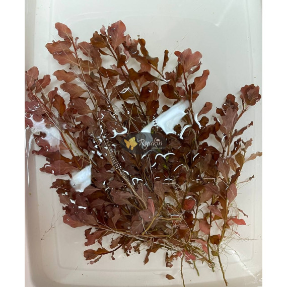 Людвигия Овалис Пинк (Ludwigia Ovalis Pink)