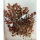 Людвигия Овалис Пинк (Ludwigia Ovalis Pink)