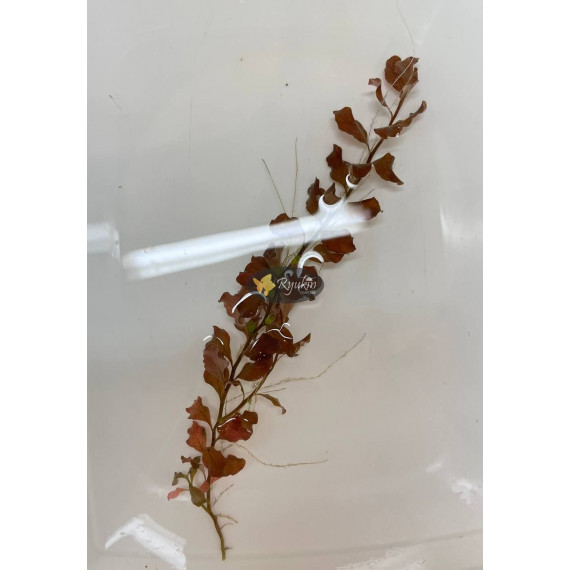 Людвигия Овалис Пинк (Ludwigia Ovalis Pink)
