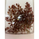 Людвигия Овалис Пинк (Ludwigia Ovalis Pink)
