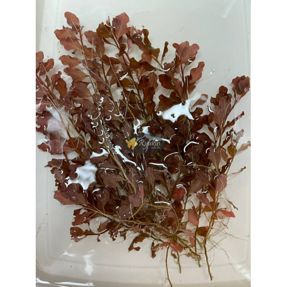 Людвигия Овалис Пинк (Ludwigia Ovalis Pink)