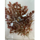 Людвигия Овалис Пинк (Ludwigia Ovalis Pink)