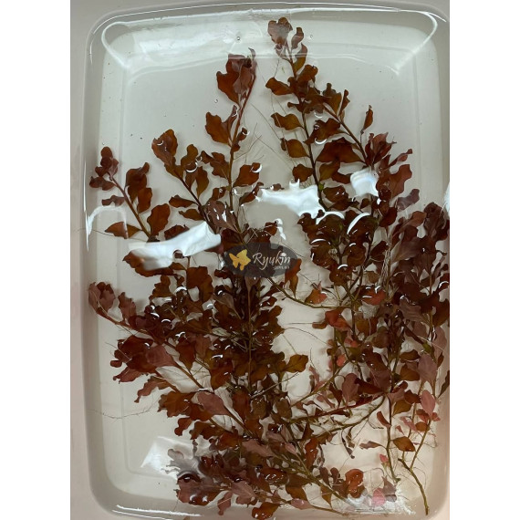 Людвигия Овалис Пинк (Ludwigia Ovalis Pink)