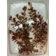 Людвигия Овалис Пинк (Ludwigia Ovalis Pink)