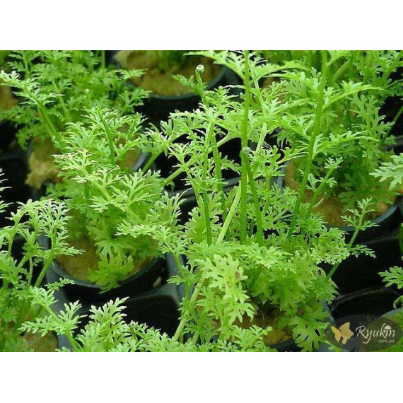 Папороть індійська (Ceratopteris thalictroides)