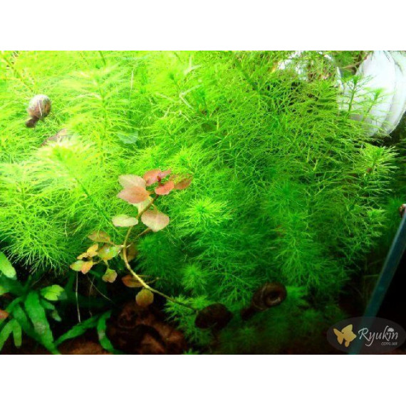 Перистолистник Гуайана (Myriophyllum sp. Guinea)
