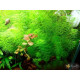 Перистолистник Гуайана (Myriophyllum sp. Guinea)