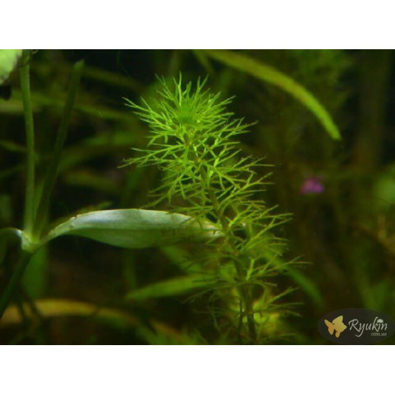 Перистолистник Гуайана (Myriophyllum sp. Guinea)