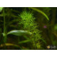 Перистолистник Гуайана (Myriophyllum sp. Guinea)