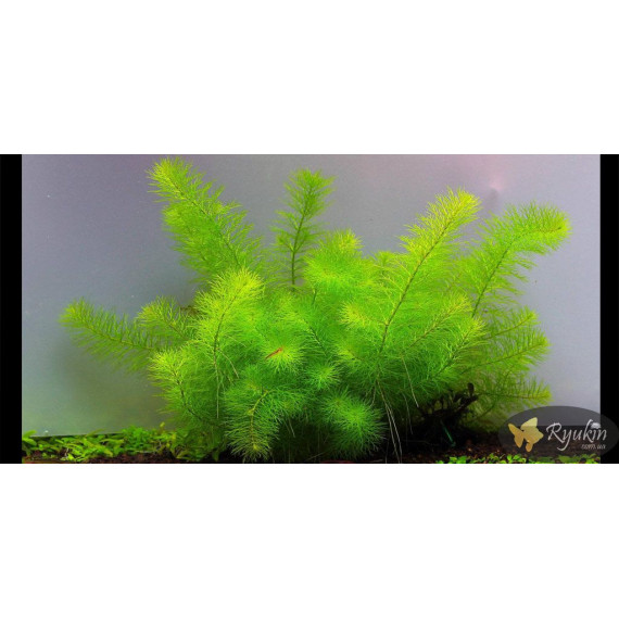 Перистолистник Гуайана (Myriophyllum sp. Guinea)