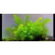 Перистолистник Гуайана (Myriophyllum sp. Guinea)
