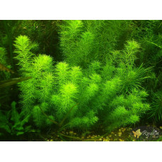 Перистолистник Гуайана (Myriophyllum sp. Guinea)