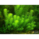 Перистолистник Гуайана (Myriophyllum sp. Guinea)