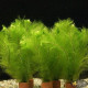 Перистолистник Пиннатум (Myriophyllum pinnatum)