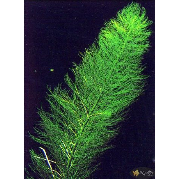 Перистолистник Пиннатум (Myriophyllum pinnatum)
